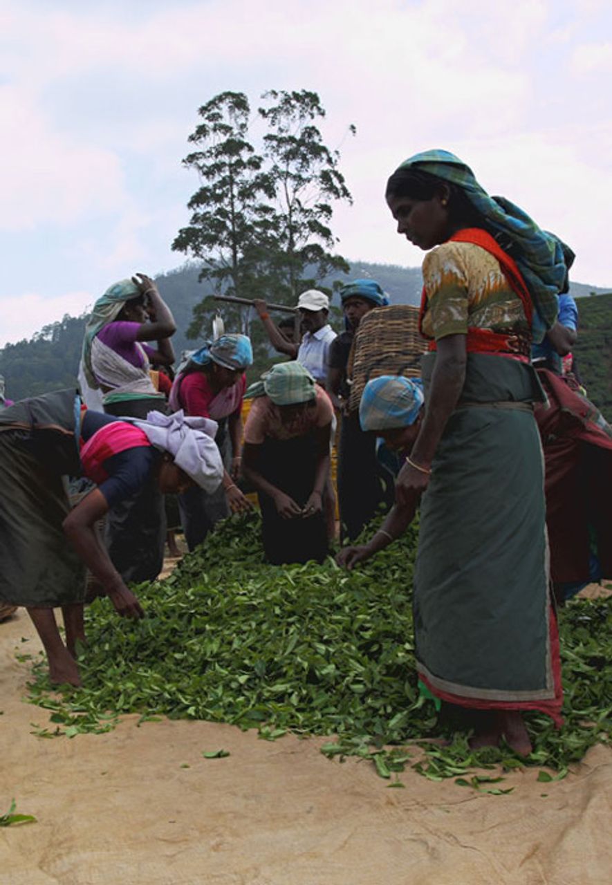 Sri Lanka Photo