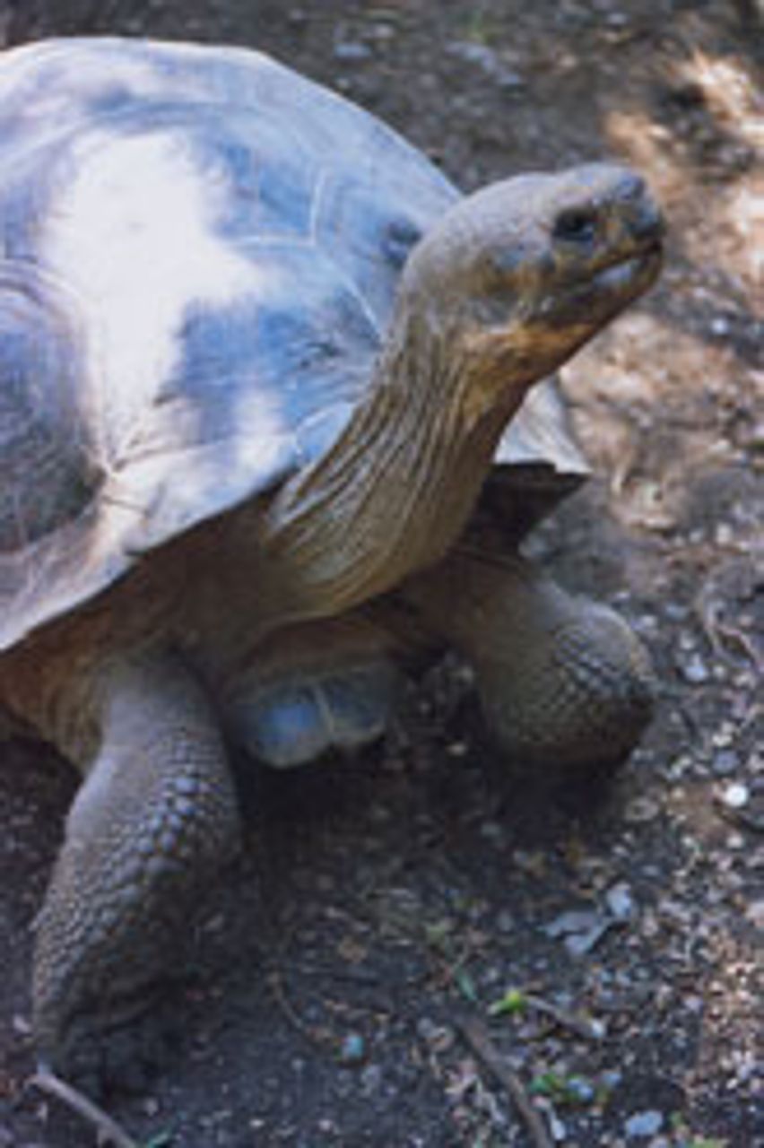 tortoise