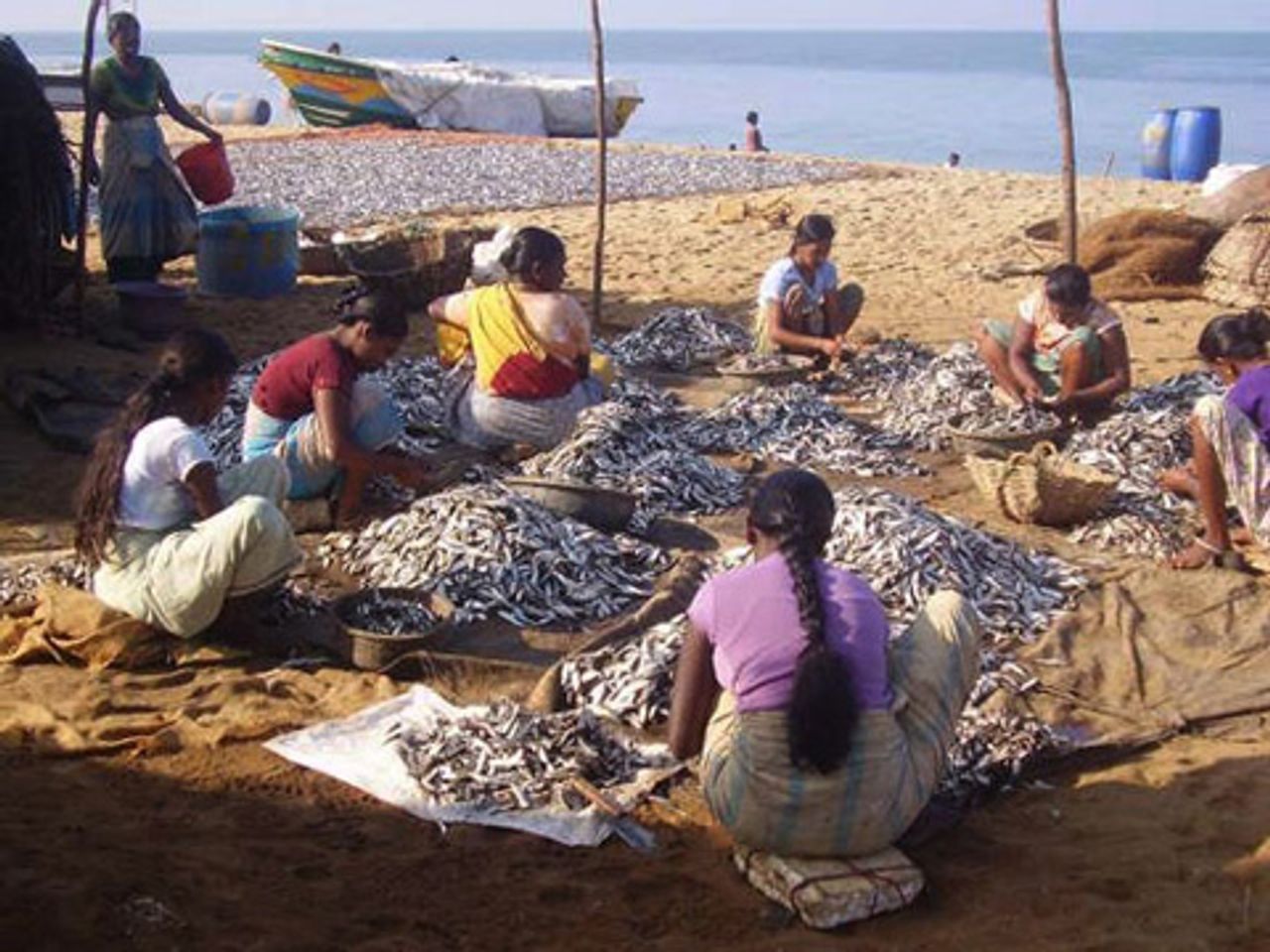 Women drying fish