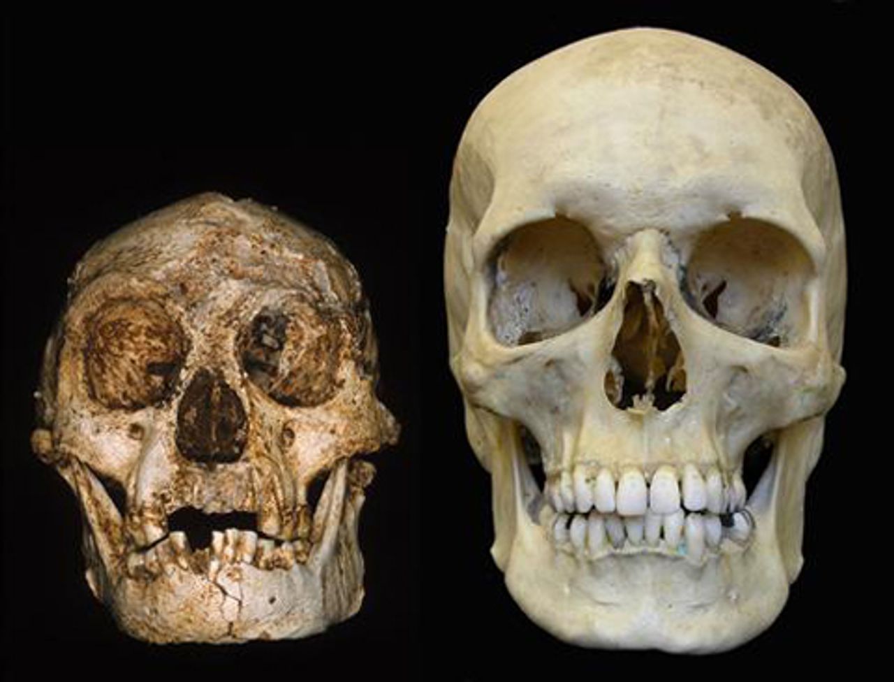 LB1 Hobbit skull compared to a modern human skull