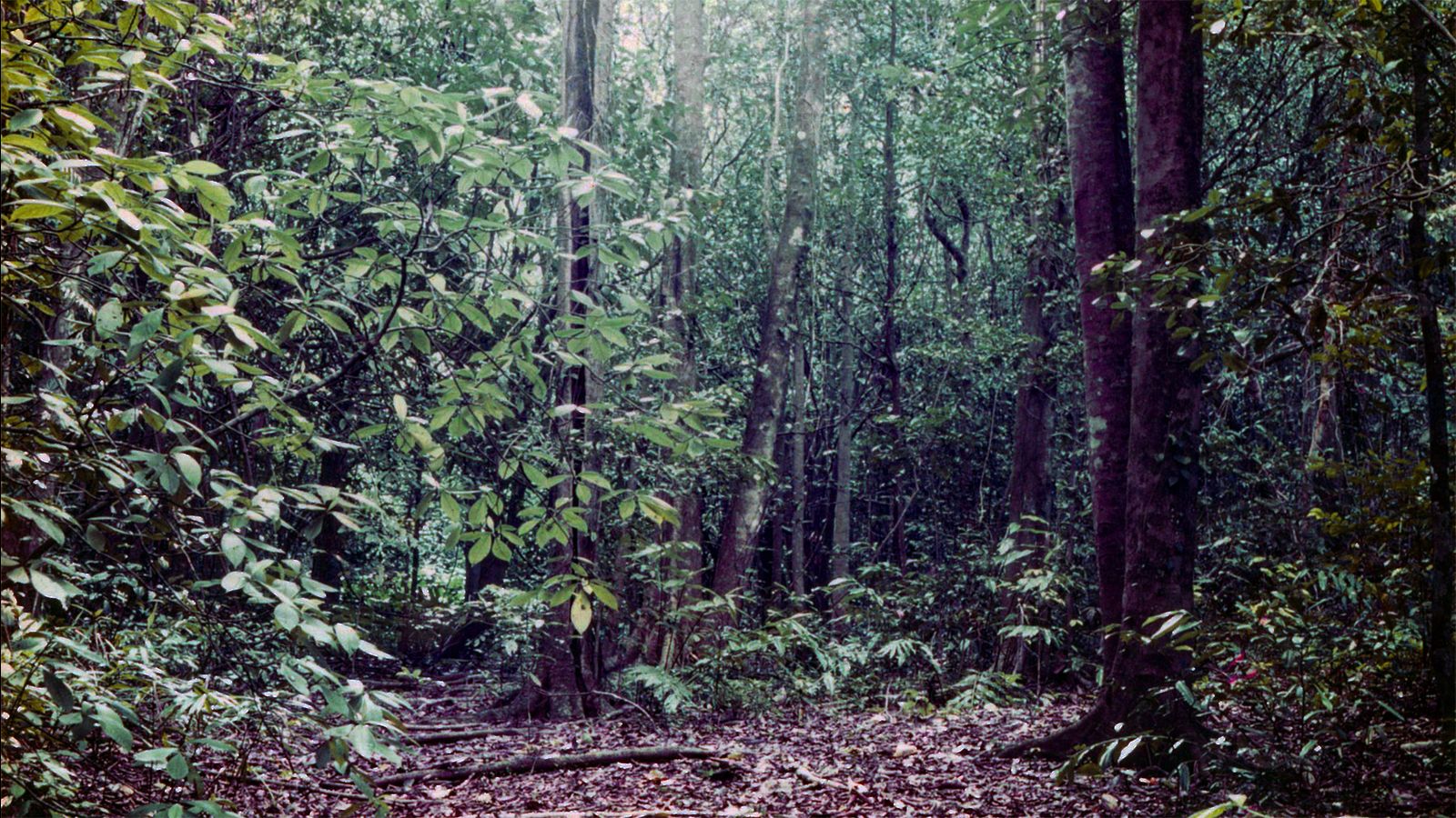 Australian rainforests are becoming a net source of carbon emissions