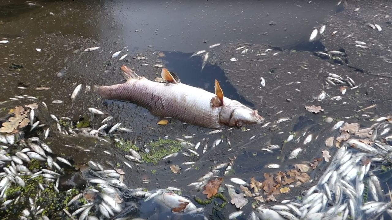 Environmental disaster triggers mass fish die-off in the Oder River  bordering Germany and Poland - World Socialist Web Site