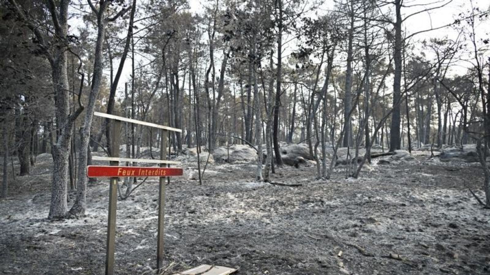 Wildfires signal Europe’s third heatwave in six weeks as 14,000 excess deaths reported