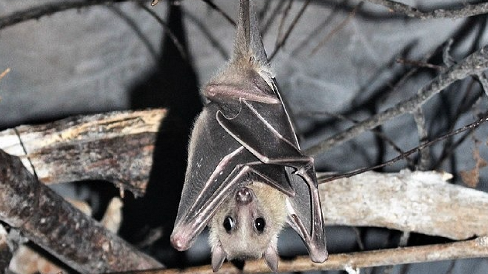 Emerging pandemics and the role of bats - World Socialist Web Site