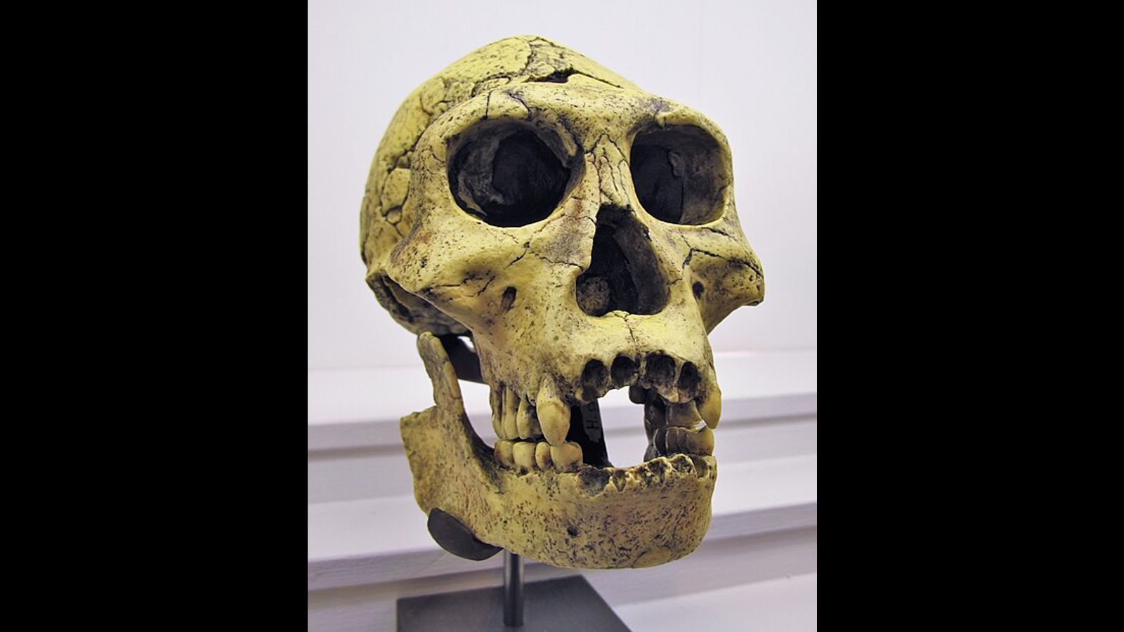 New evidence of the possible coexistence of two separate early human species