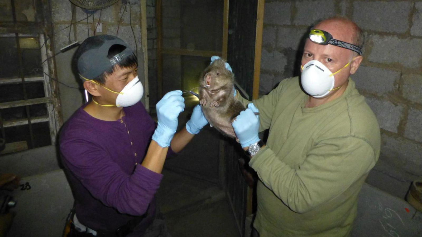 Le NIH lève la suspension d’EcoHealth Alliance et rétablit la subvention pour étudier les coronavirus de chauve-souris en Chine