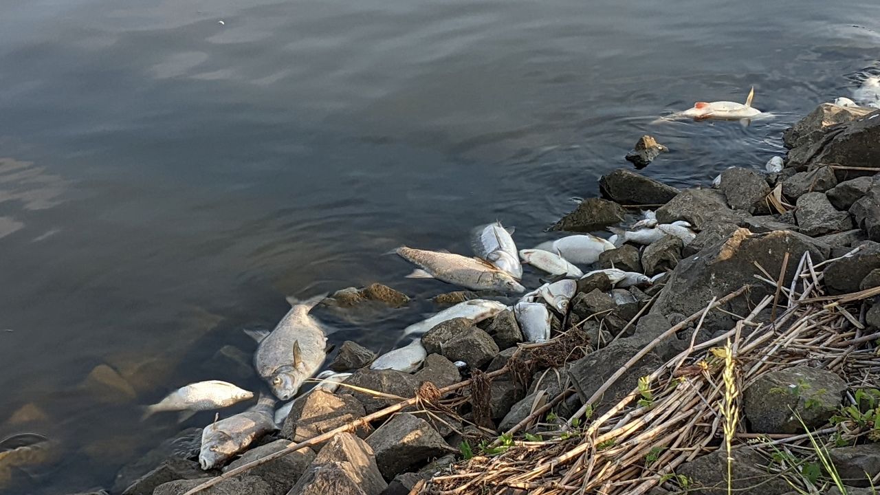 Fish kills in the Oder River: Interaction of climate change and systematic pollution - WSWS