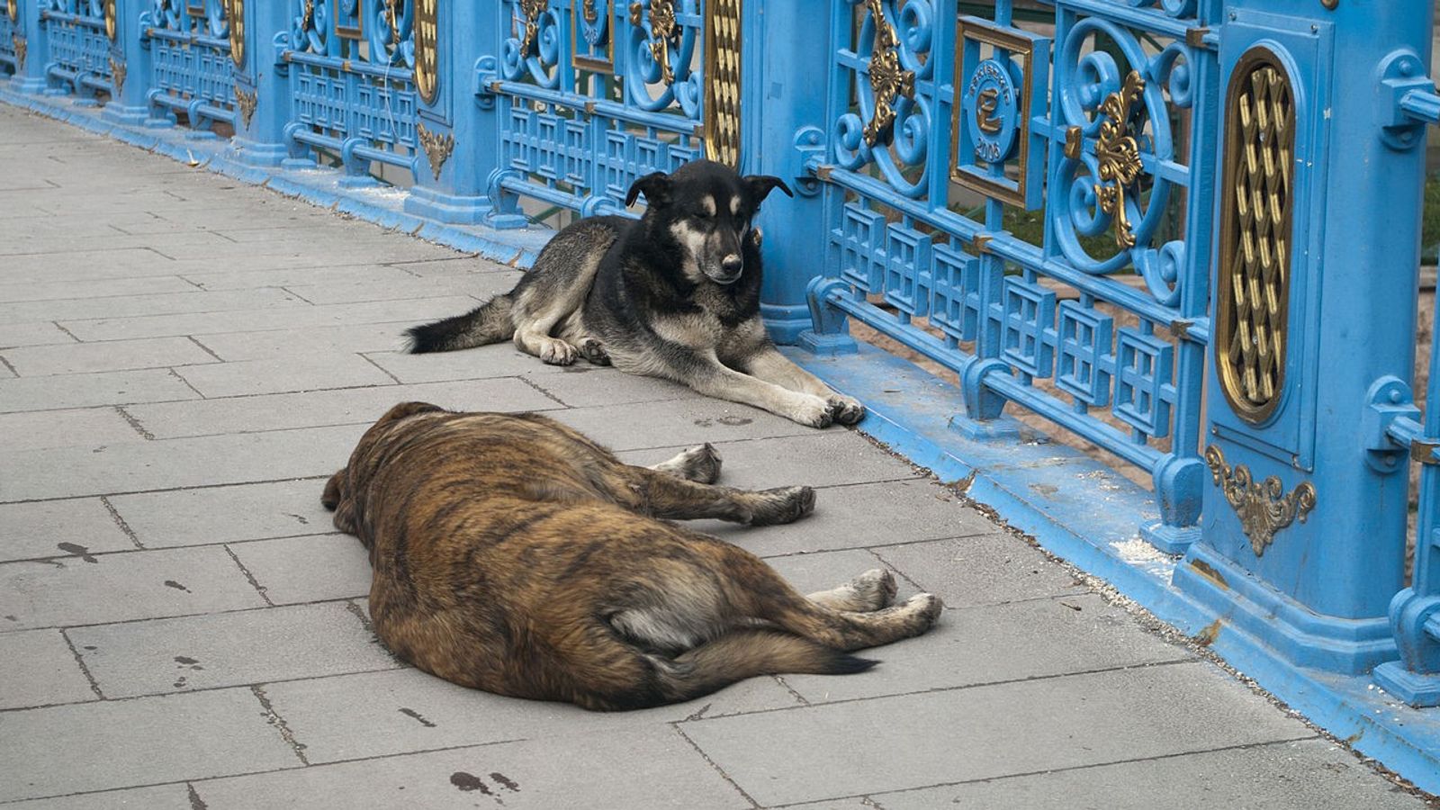 トルコで野良犬の殺害を可能にする法案が成立