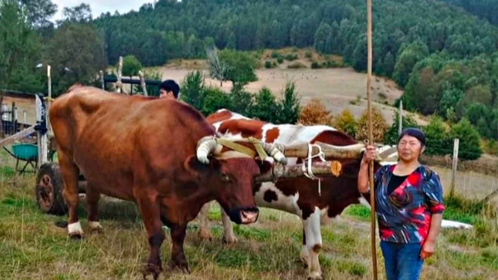 Chile’s Julia Chuñil case: violent arrest of Mapuche leader’s adult children fuels trial by media