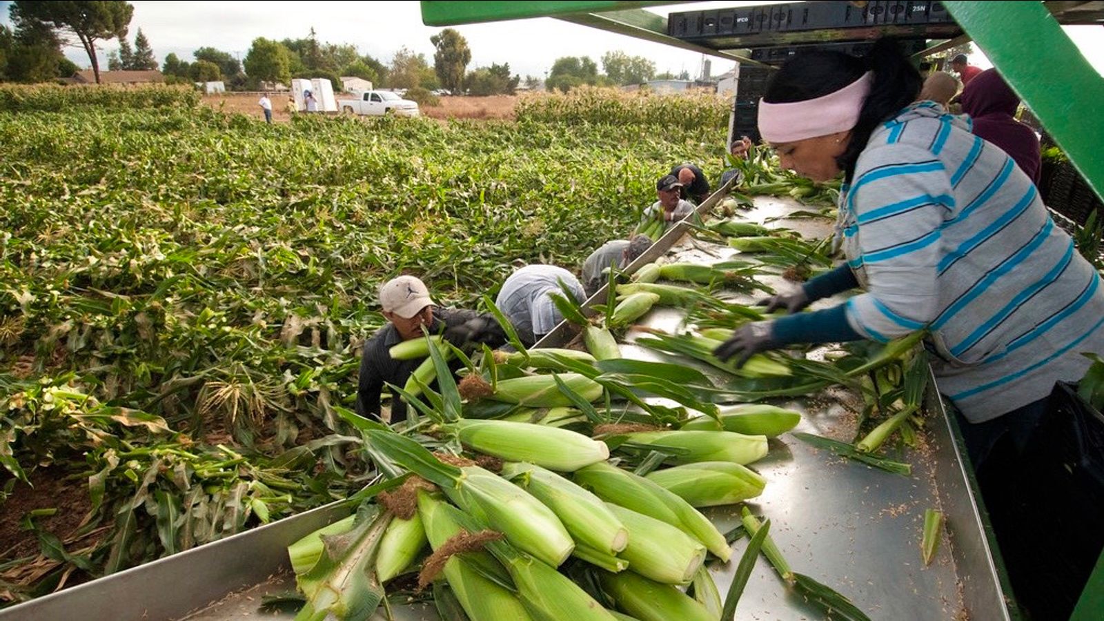 Trabajadores agrícolas de EE.UU., considerados esenciales, enfrentan  recortes salariales y ninguna protección ante COVID-19 - World Socialist  Web Site