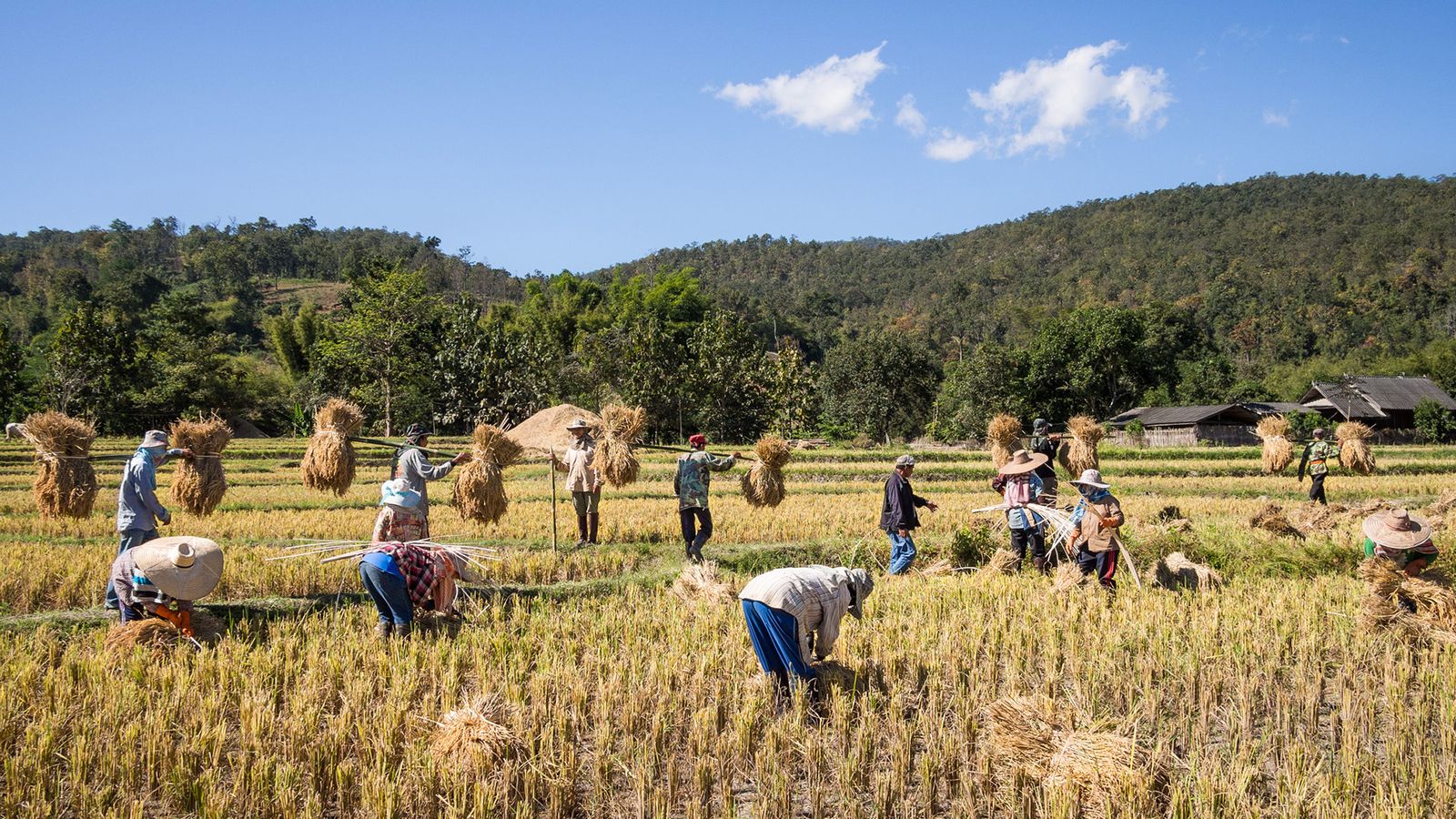Thai rice farmers leave fields idle amid deepening rural crisis