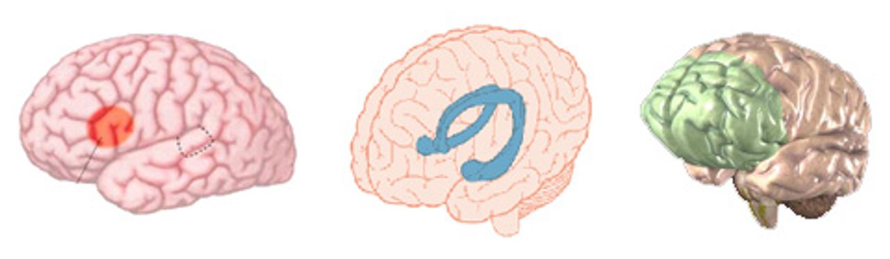 Broca-Sprachzentrum, Hippocampus und präfrontaler Cortex