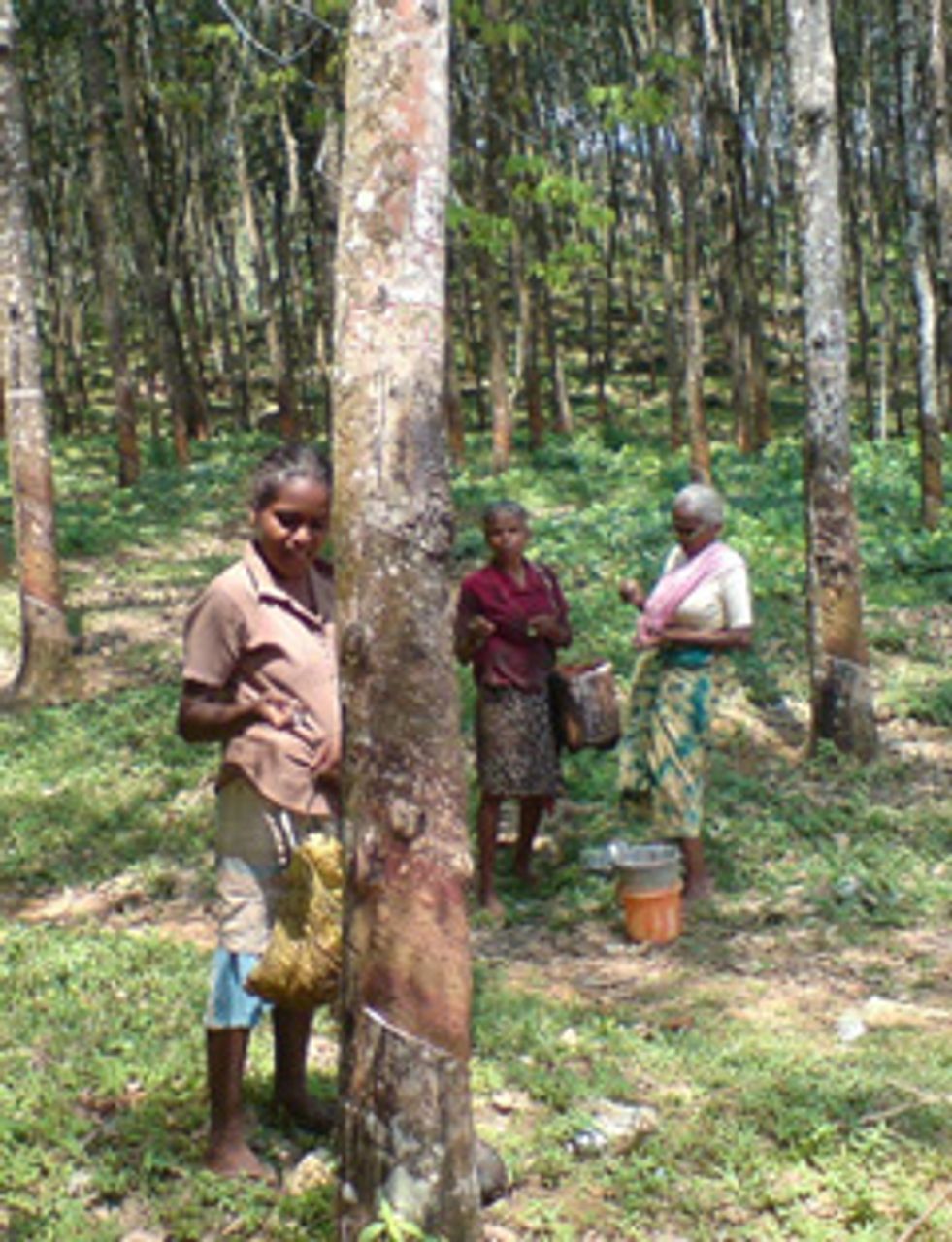 Female workers tapping rubber trees