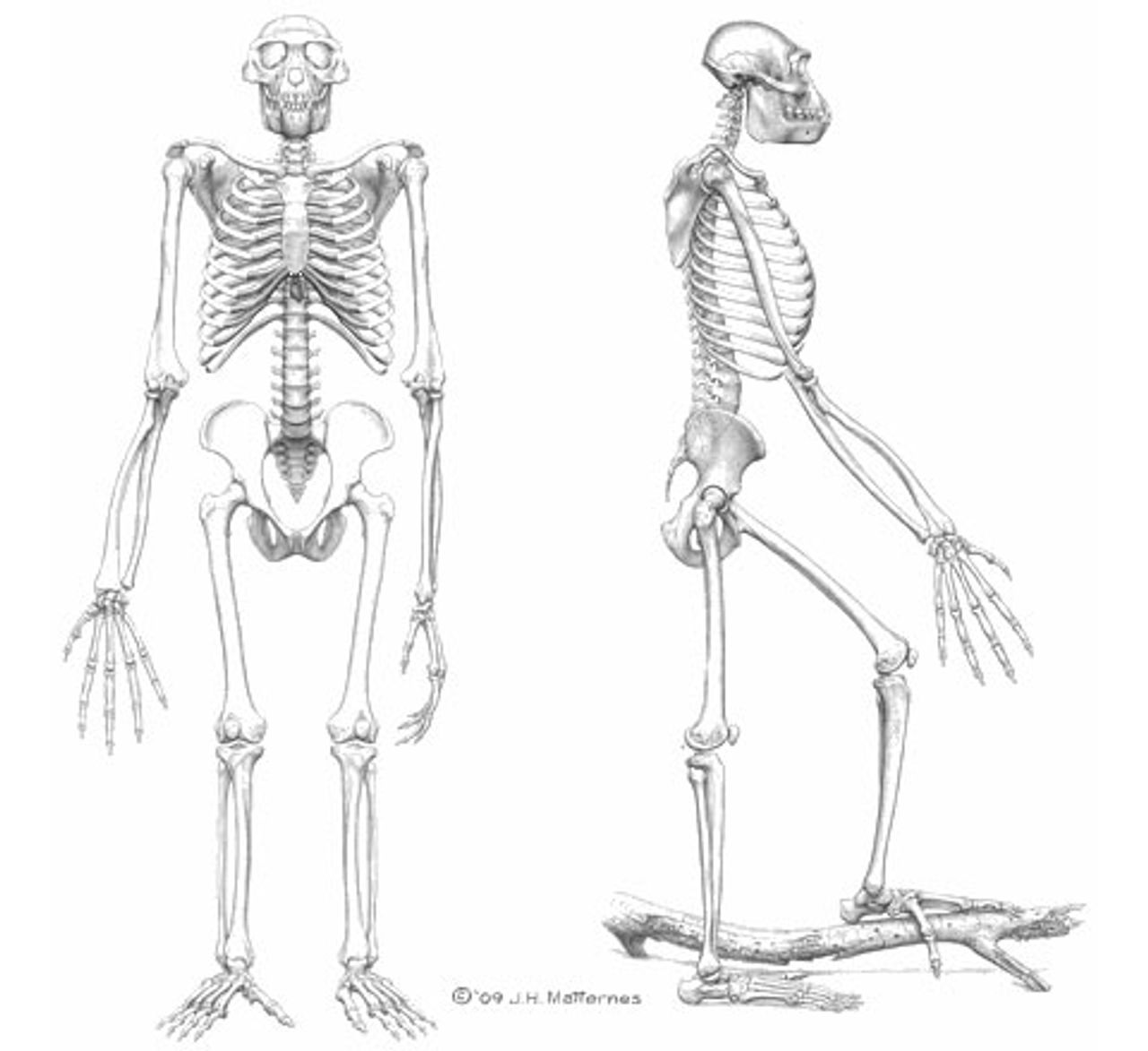 Figure 2. Artist’s rendition of a complete Ardipithecus skeleton