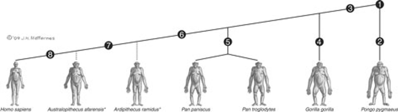 Figure 3. Hypothesized cladistic diagram of hominoid evolution