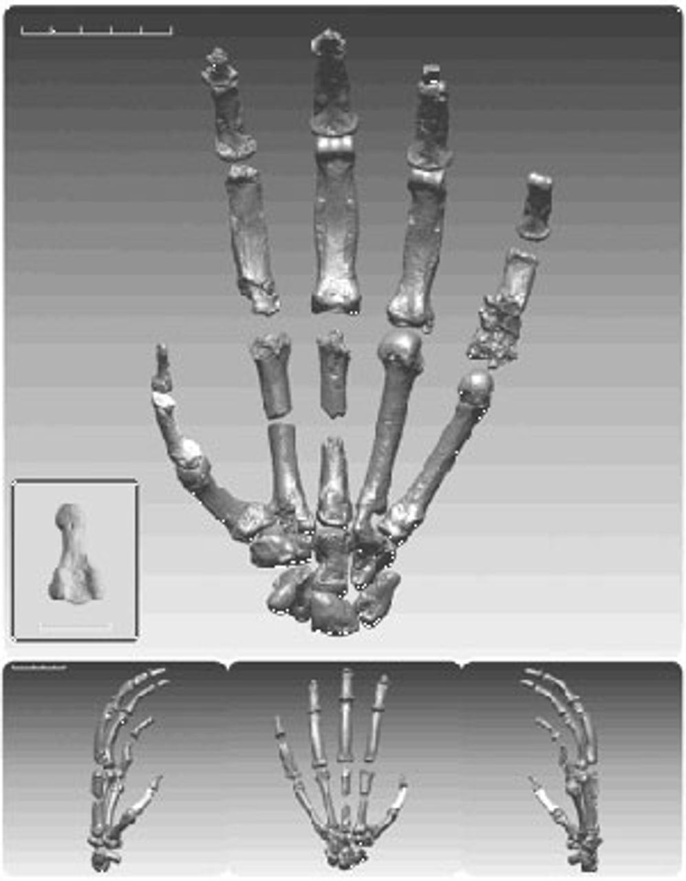 Figure 4. Reconstructed hand of an Ardipithecus specimen