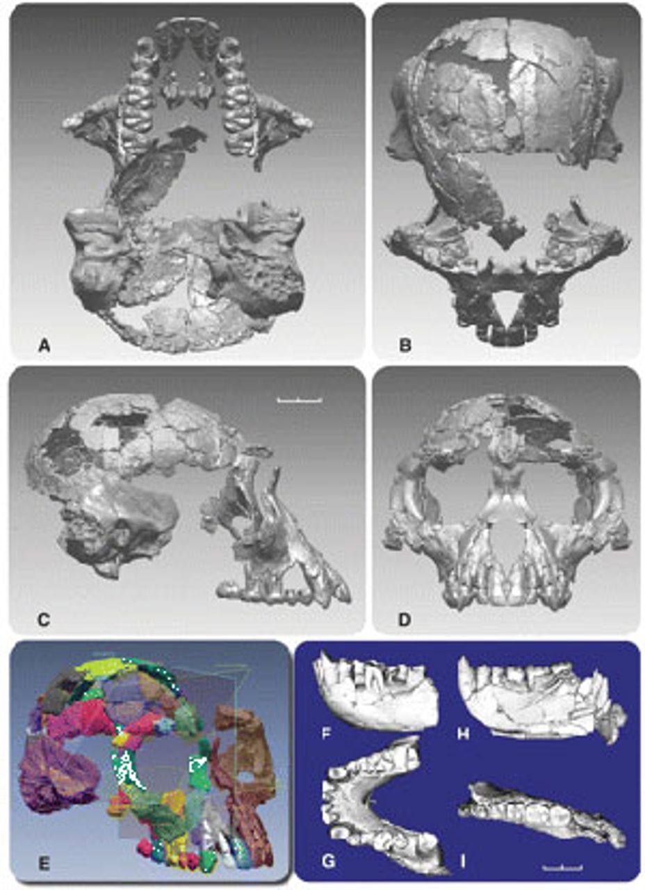 Figure 6. Reconstructed skull and teeth of an Ardipiethcus specimen